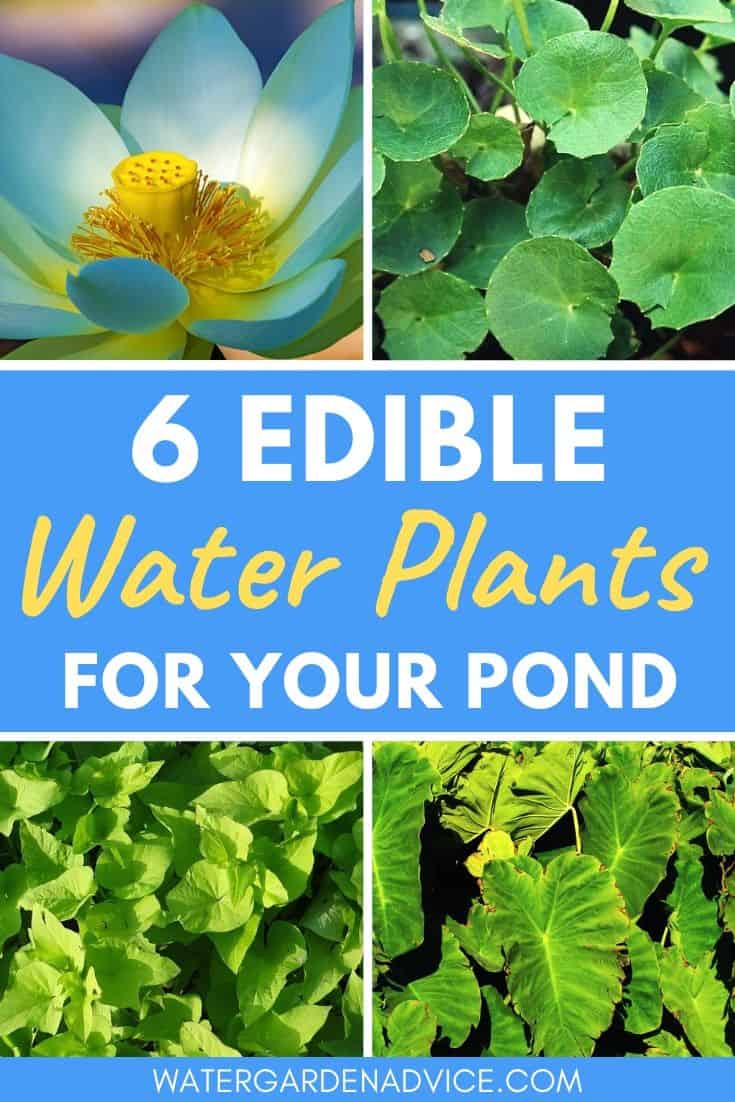 Edible water plants for your pond
