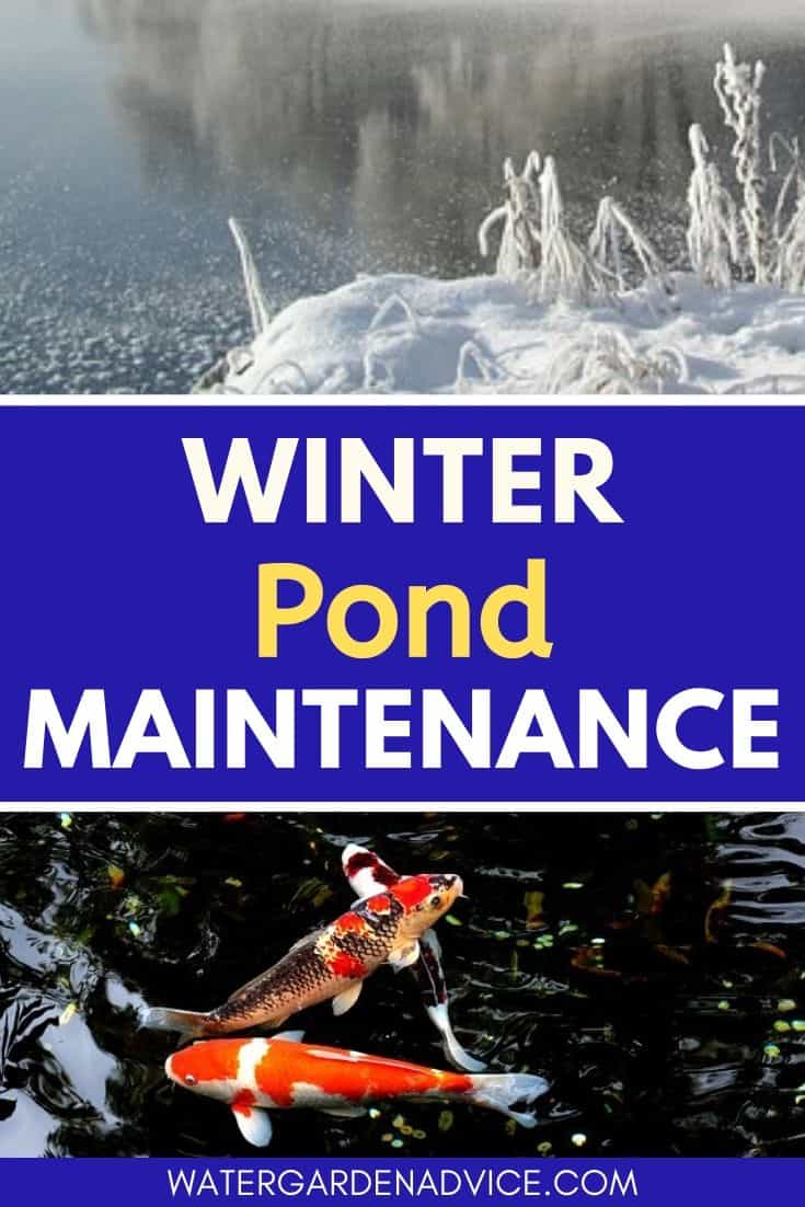 Winter pond maintenance tips