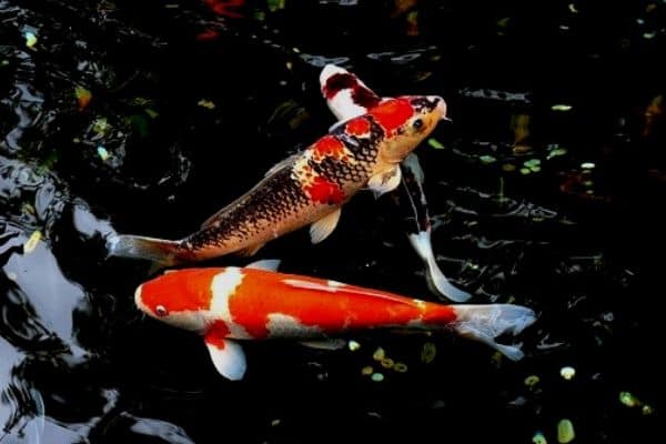 Fish pond in winter