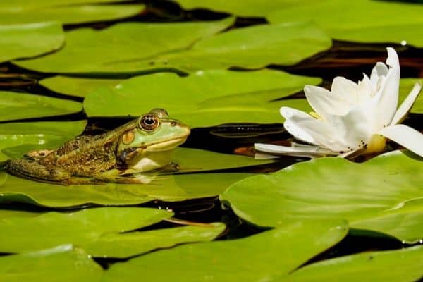 Frog in garden pond