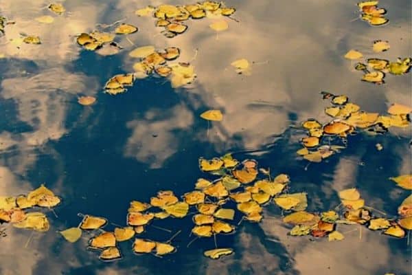 Leaves in garden pond