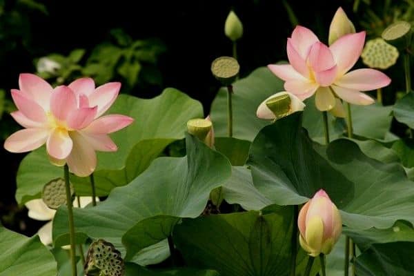 lotus flowers