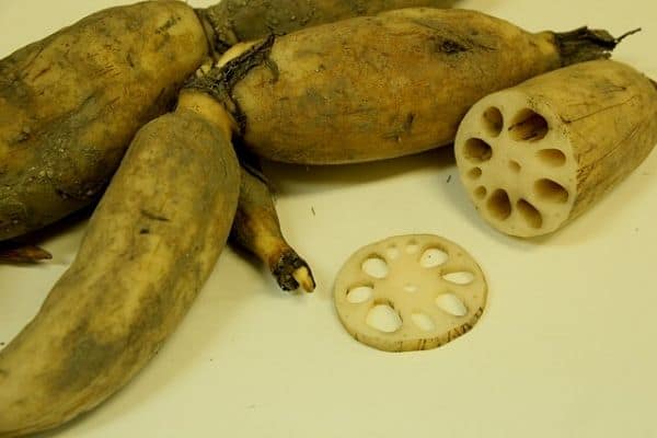 Edible lotus root