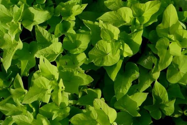 Sweet potato vine growing in water