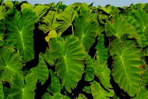 Taro water plants