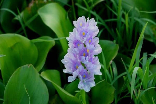 Water hyacinth