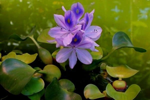 Water hyacinths in pond