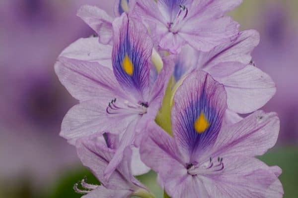 Water garden flowers