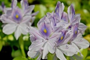 Read more about the article How To Grow Water Hyacinth Flowers