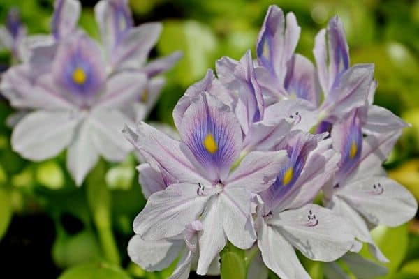 Water hyacinth flowers