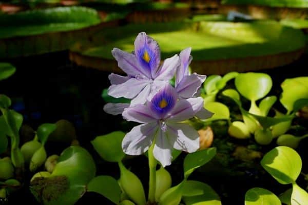 Pond plants