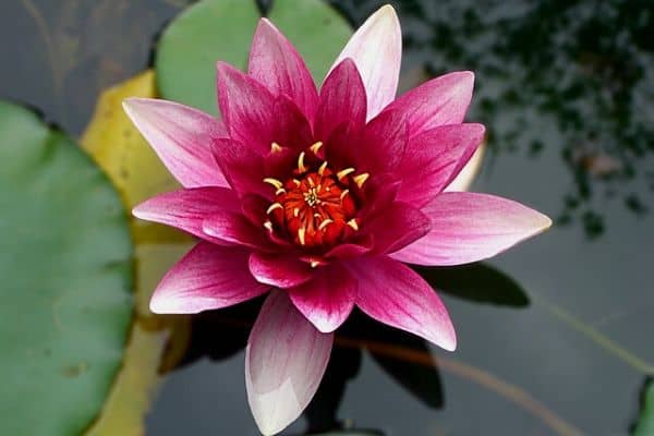 Water lily in pond