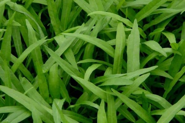 Water spinach