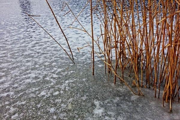 Frozen pond water