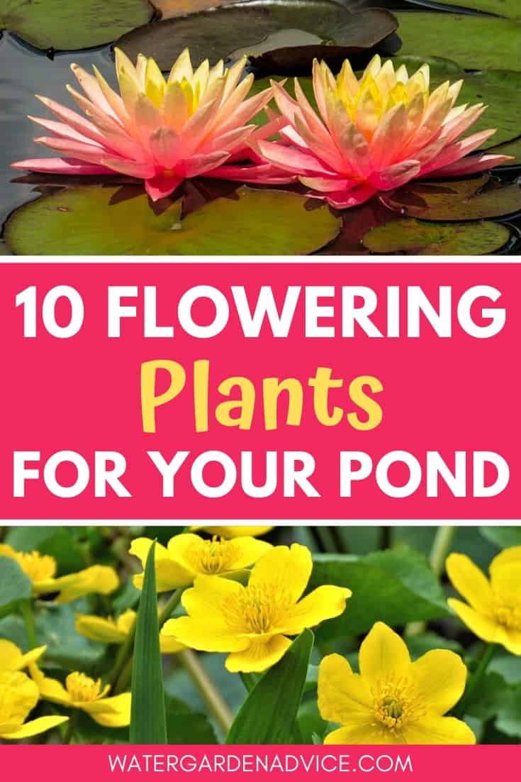 Best flowering plants for ponds