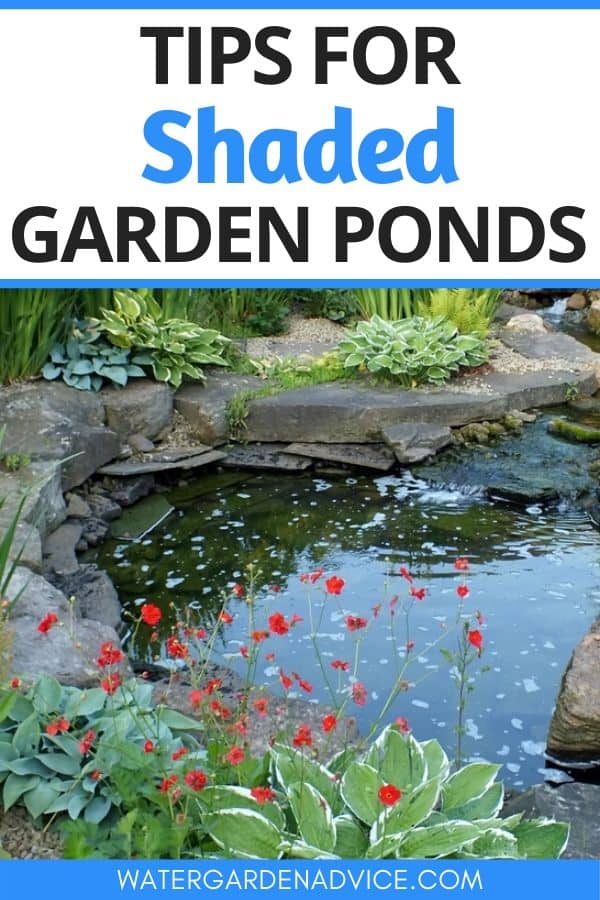shaded pond care