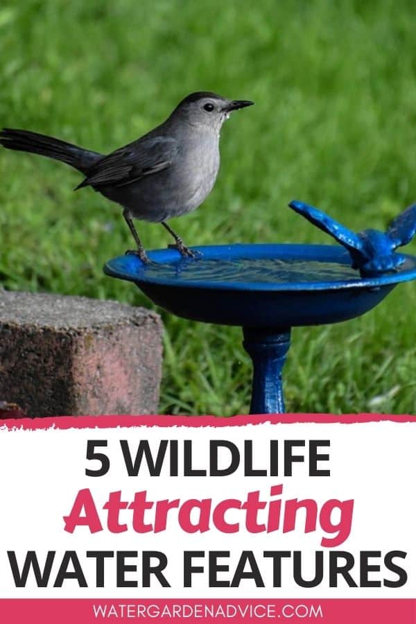 wildlife attracting water feature