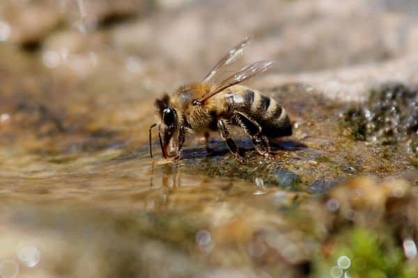 Bee drinking water