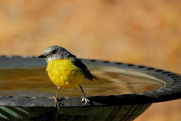 Bird bath