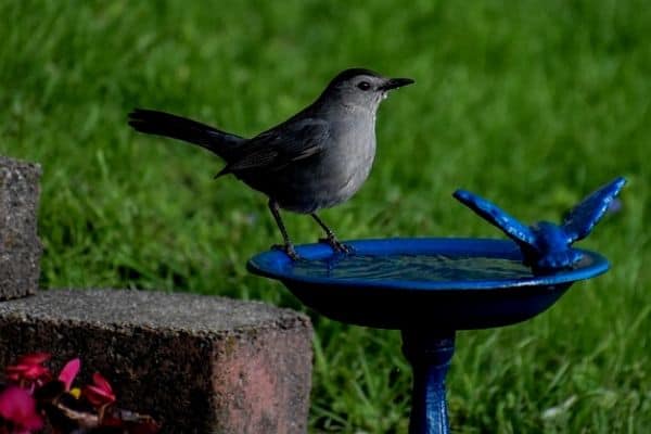 Wildlife drinking from water feature