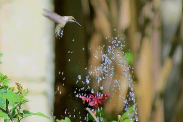 Bird near water feature