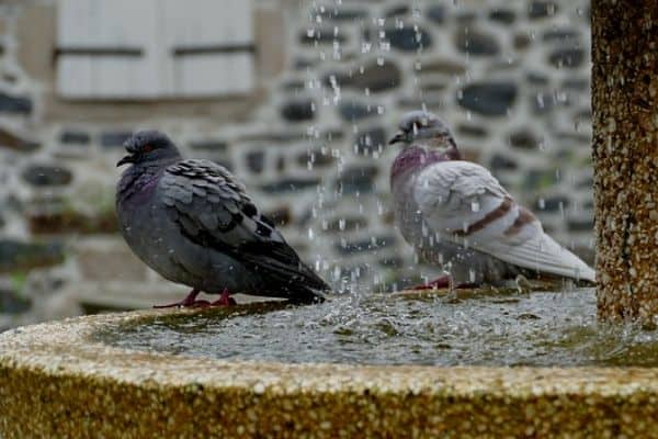 Birds in a water fountain