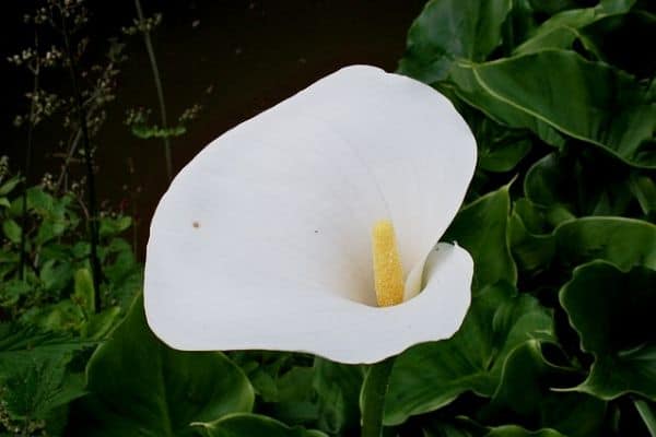 Pond flower plant