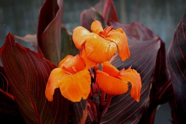 Canna lily pond plant