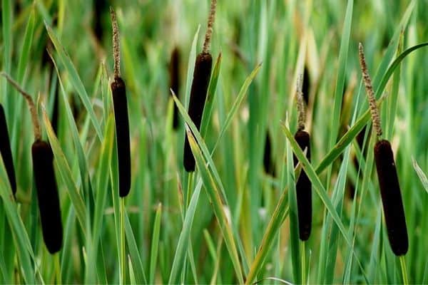 Cattail plant