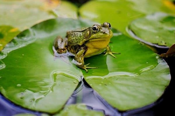 Frog in a garden pond