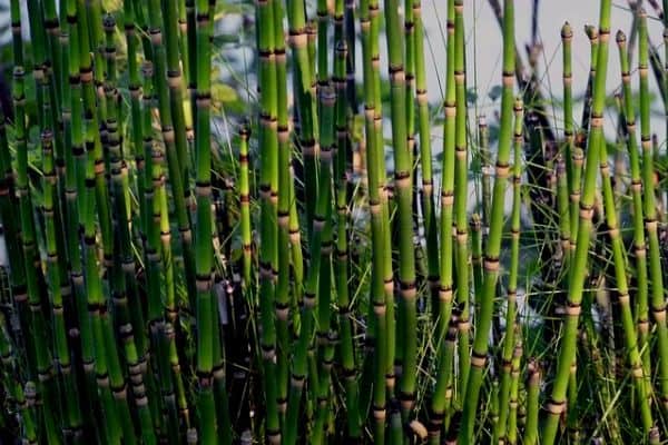 Horsetail pond plant