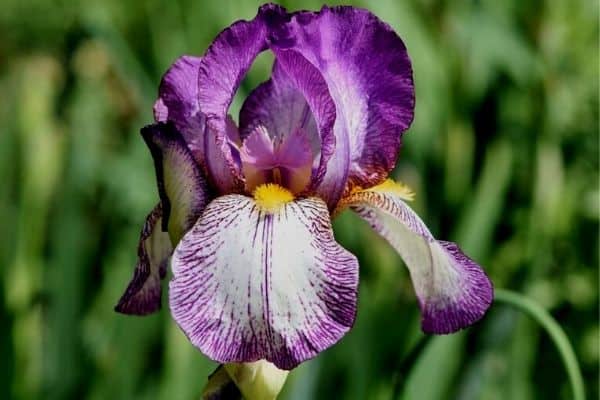 Iris flower