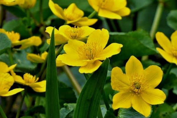 Marsh marigolds