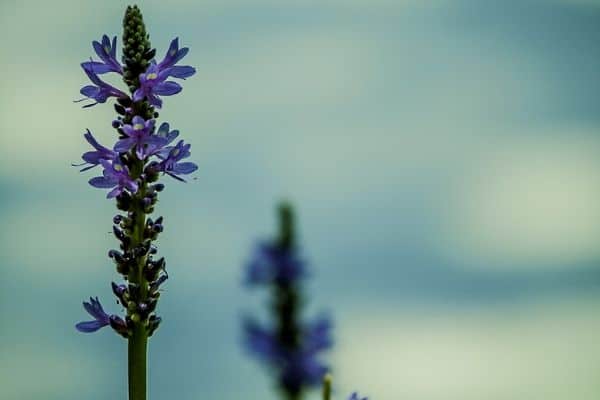 Bog plants for ponds