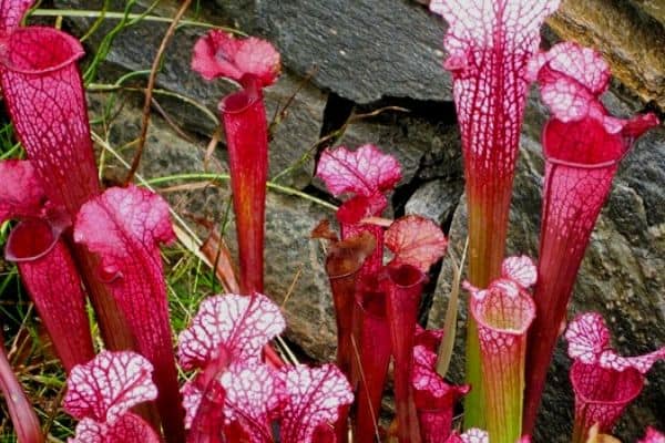 pitcher plants in full sun