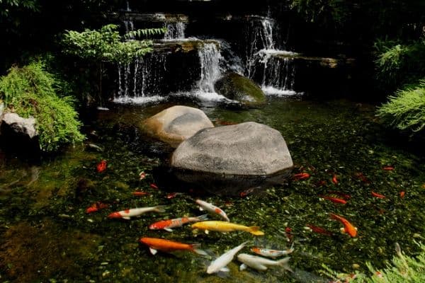 Pond waterfall with fish