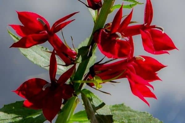 Cardinal flower