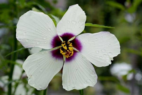 Water hibiscus flower