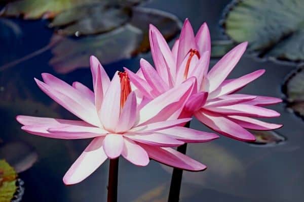 pink water lilies