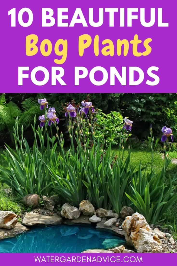 bog plants for ponds
