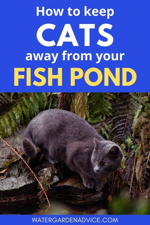 keeping cats away from fish ponds