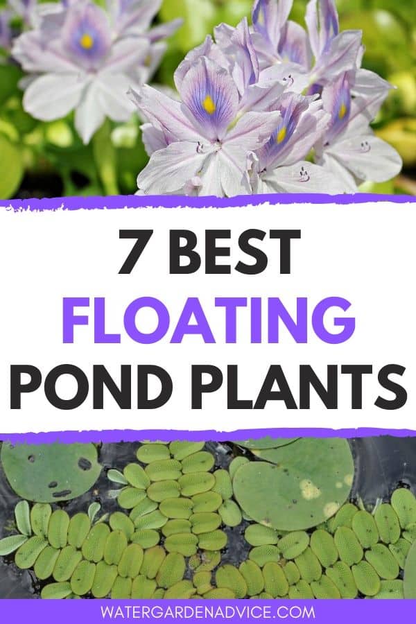 best floating pond plants