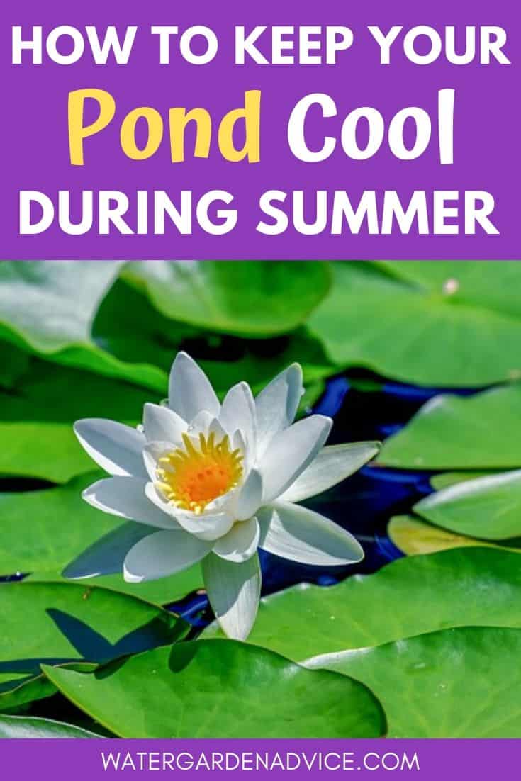 Keeping your pond cool during summer