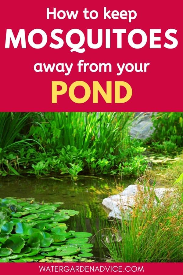 Keep mosquitoes away from ponds