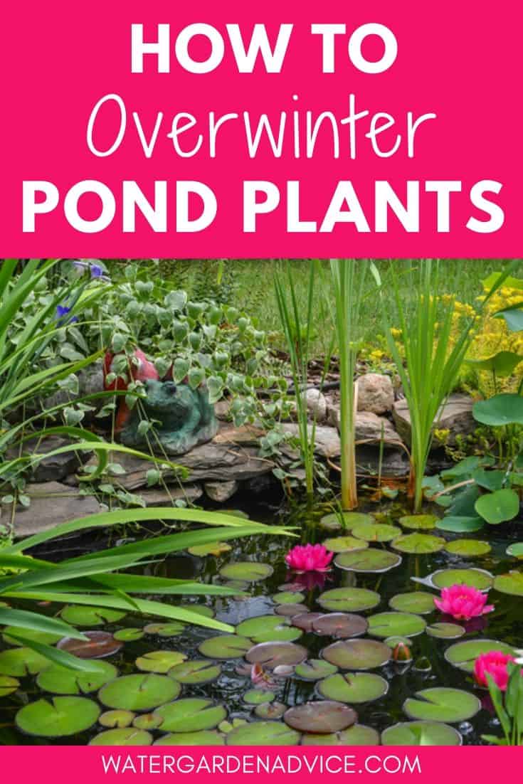 winterize pond plants