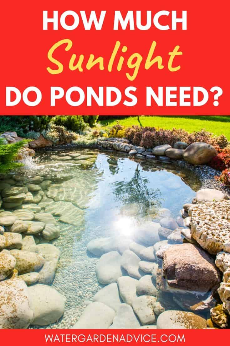 Pond in full sunlight
