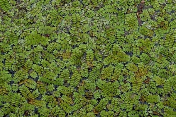 Azolla floating plant