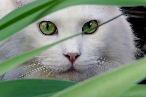 cat near pond