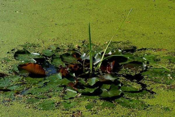 duck weed in pond