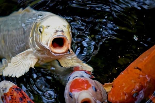 Pond fish